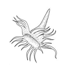Daltonia splachnoides, calyptra. Drawn from A.J. Fife 7144, CHR 406014.
 Image: R.C. Wagstaff © Landcare Research 2017 